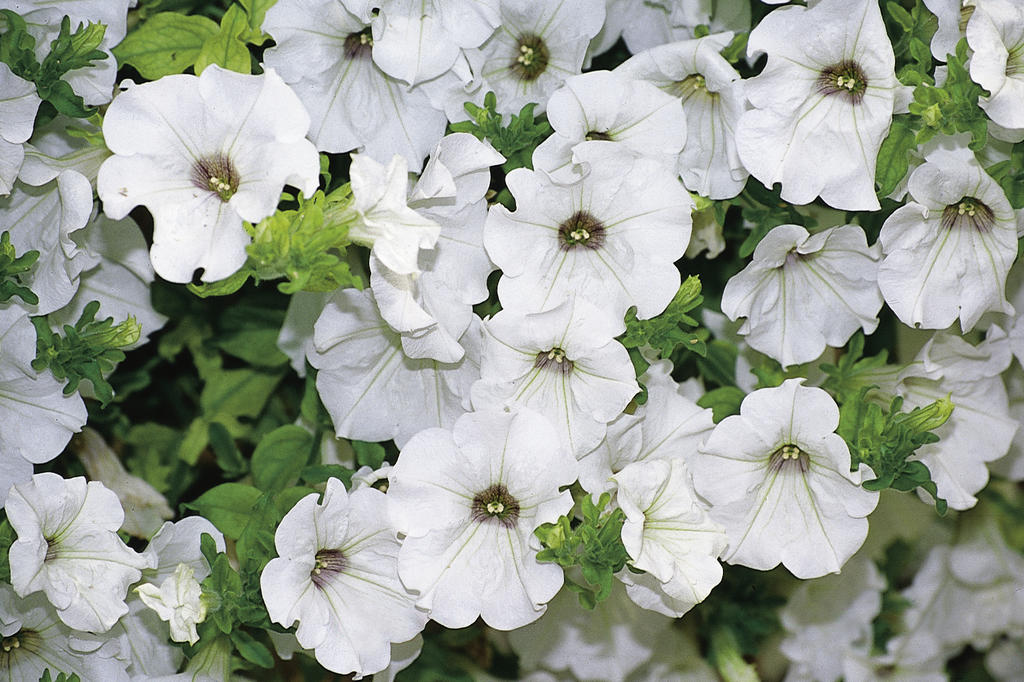 White Petunia (Petunia spp.)