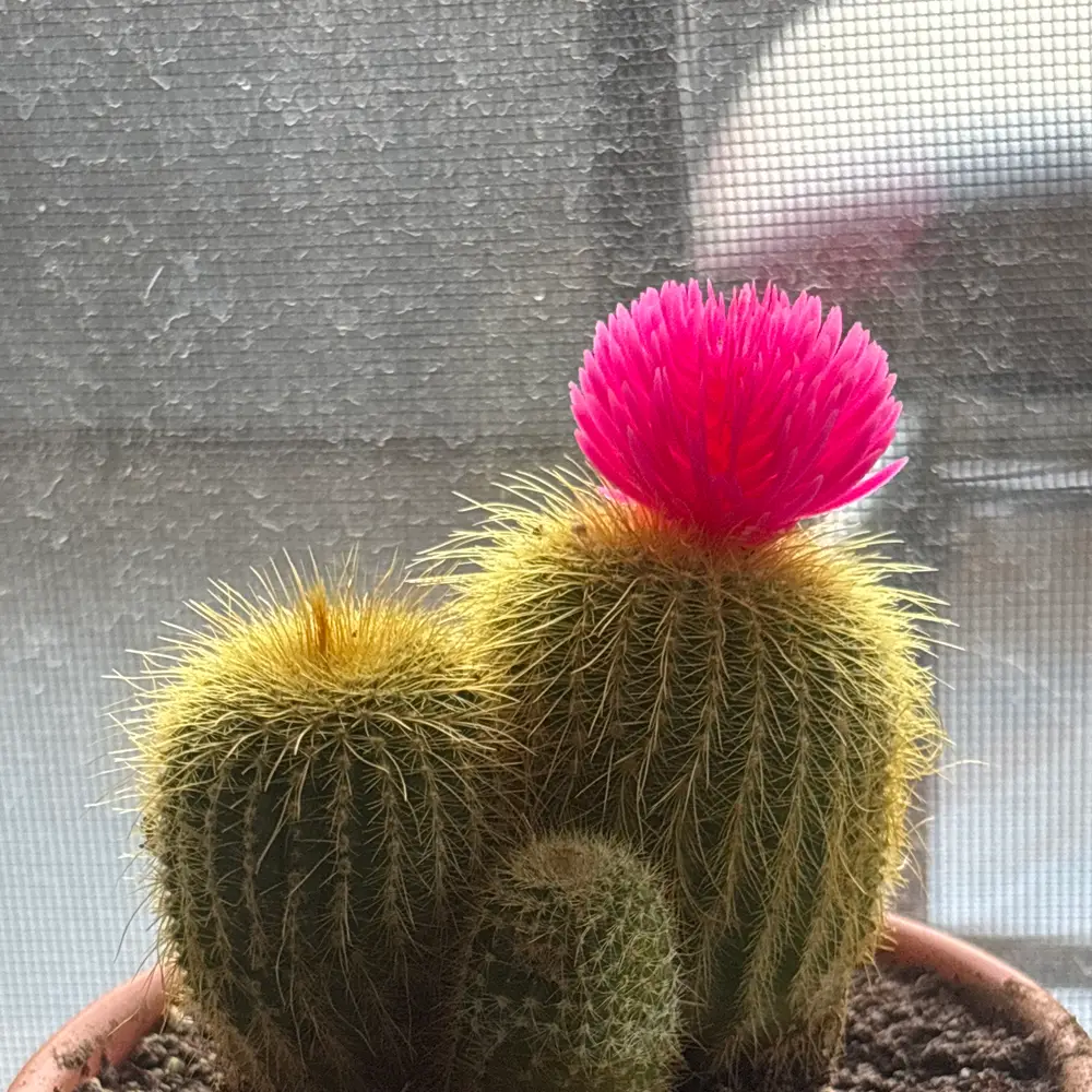 Round Cactus with Pink Flowers - Parodia 