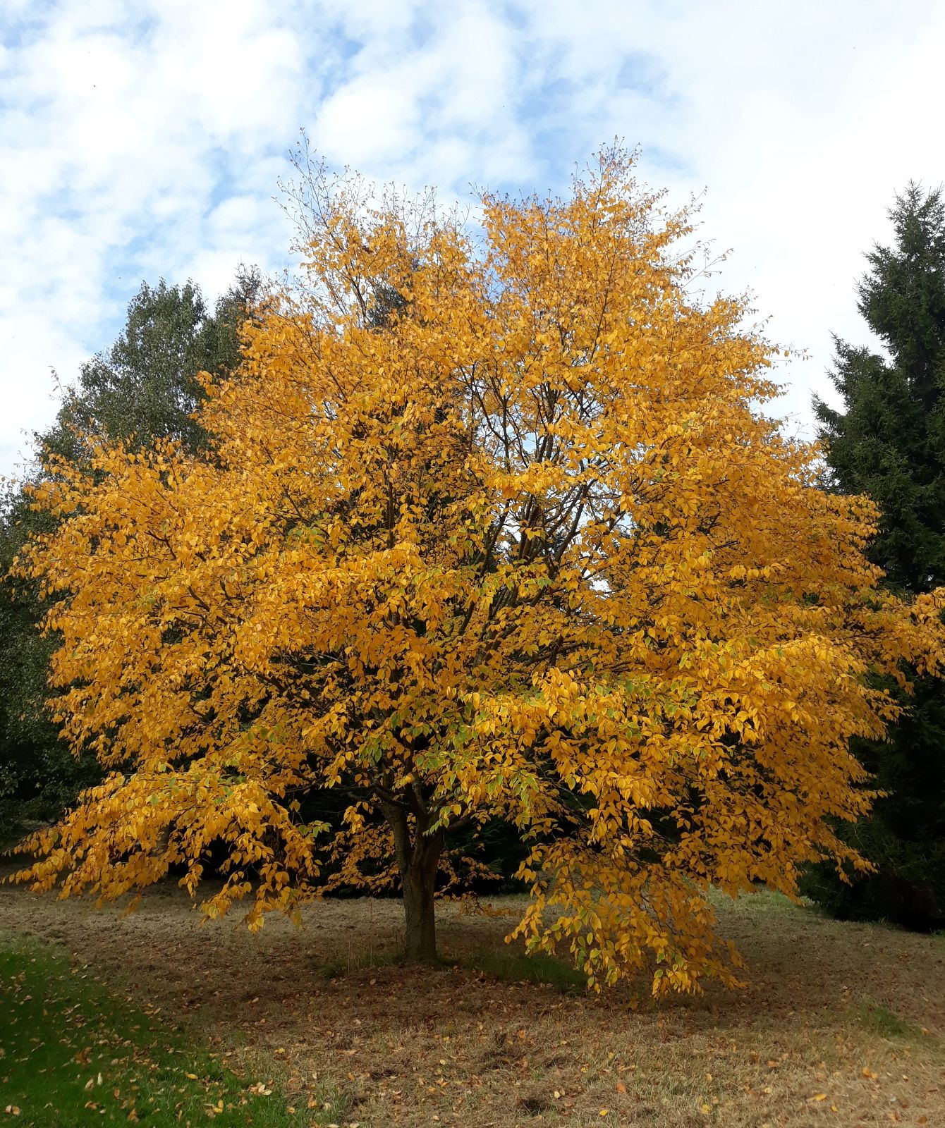 Yellow Birch (Betula alleghaniensis)