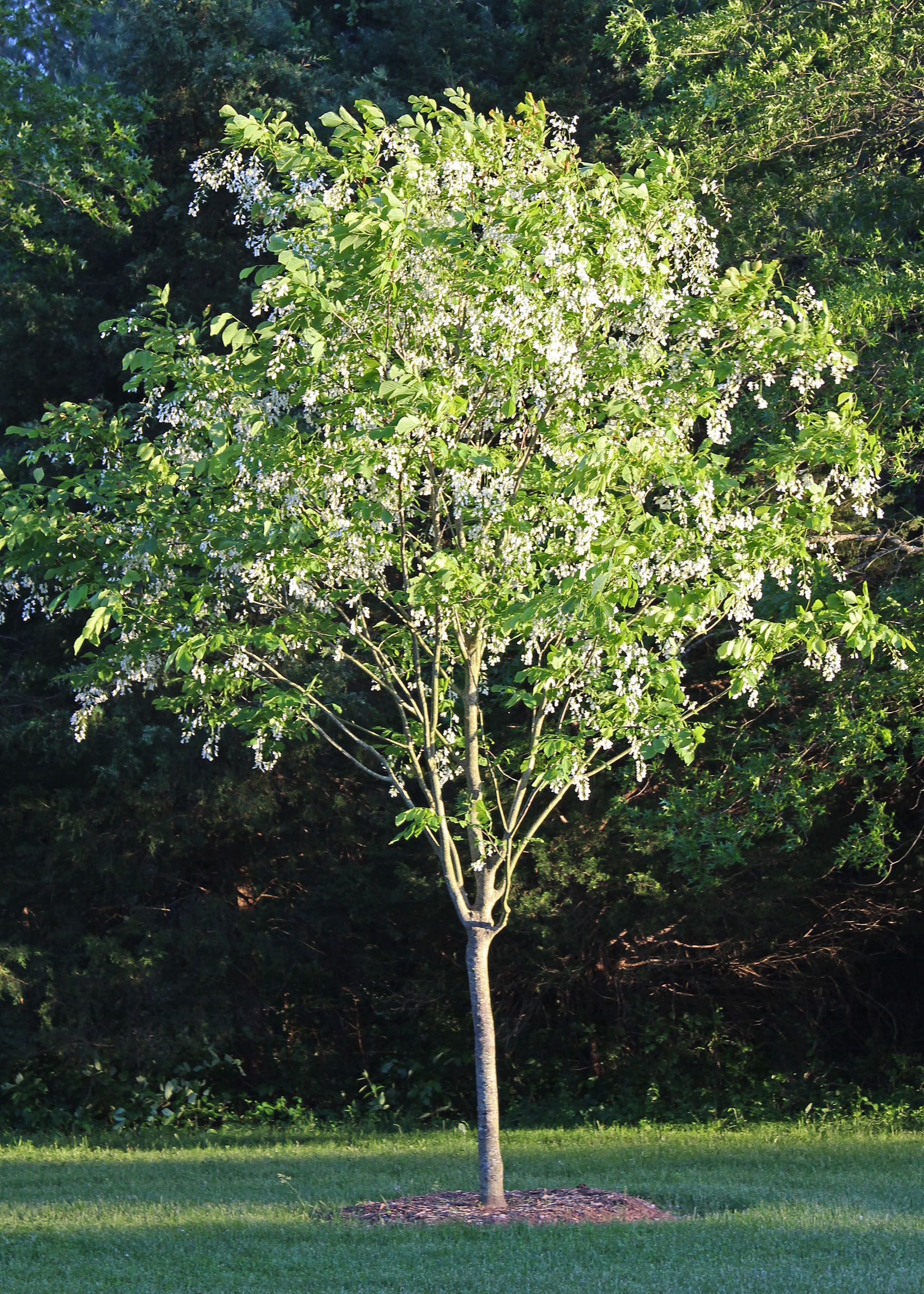 Yellowwood (Cladrastis kentukea)