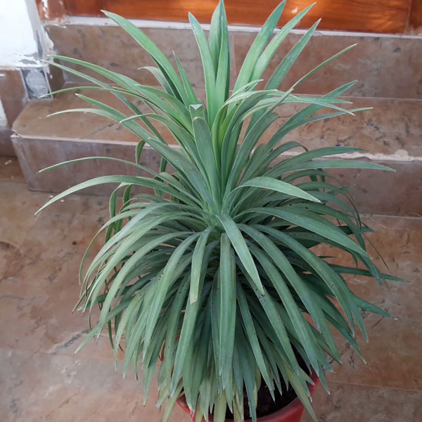 Yucca plant