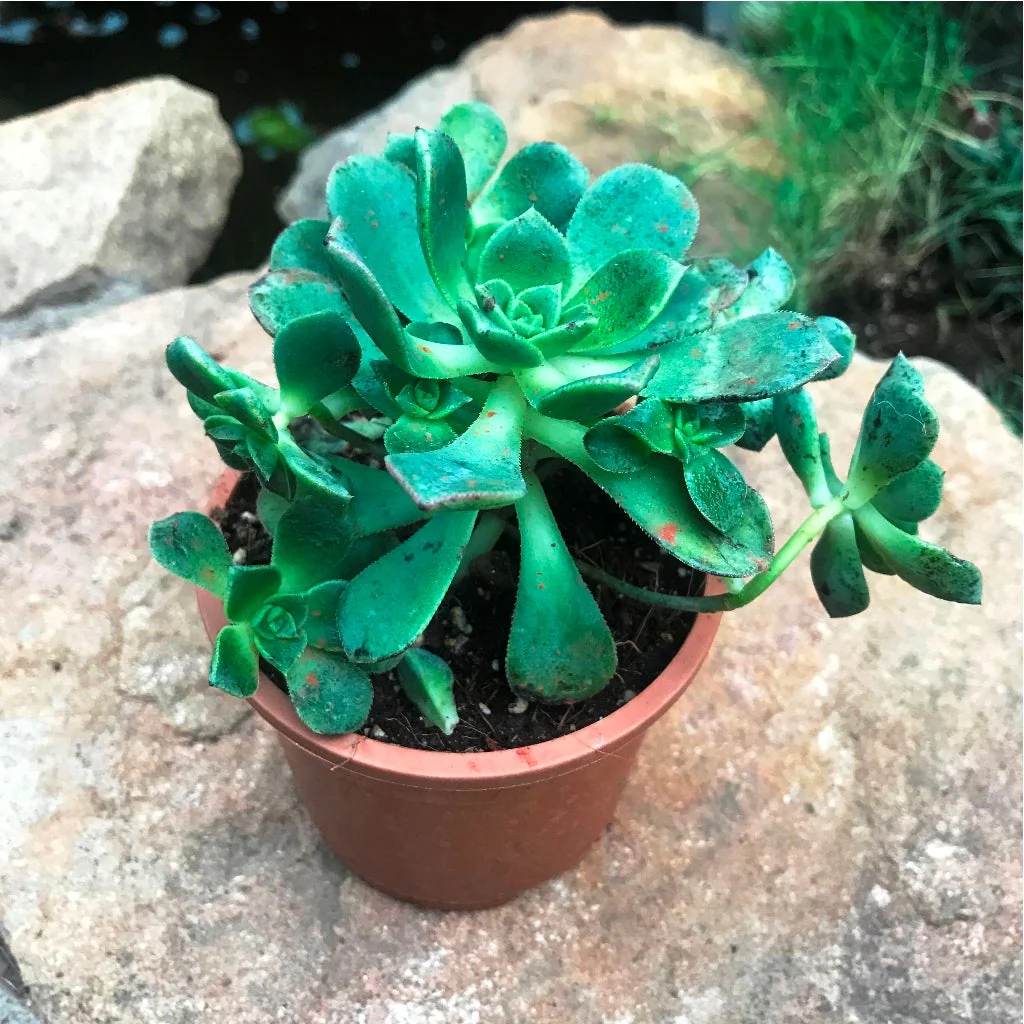 aeonium plant