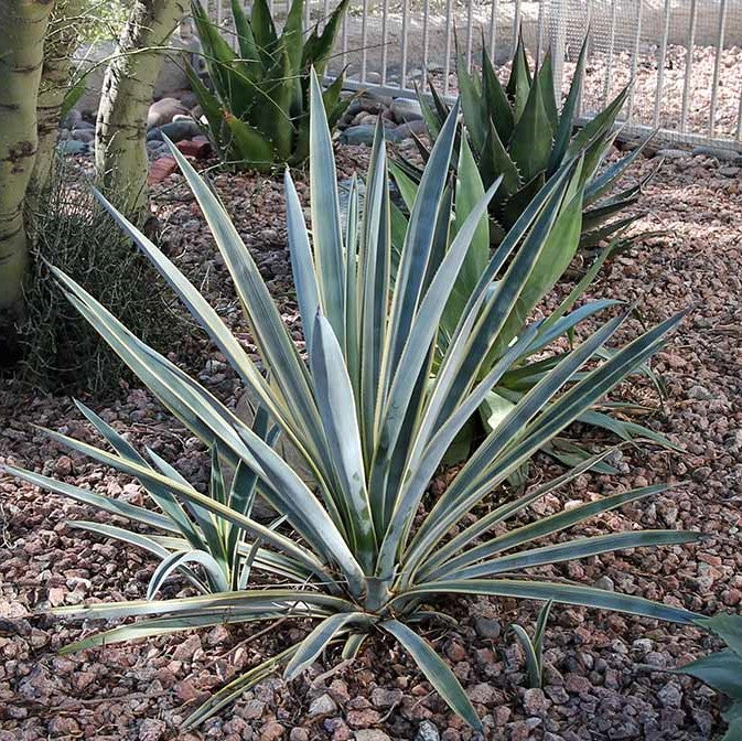 agave plant