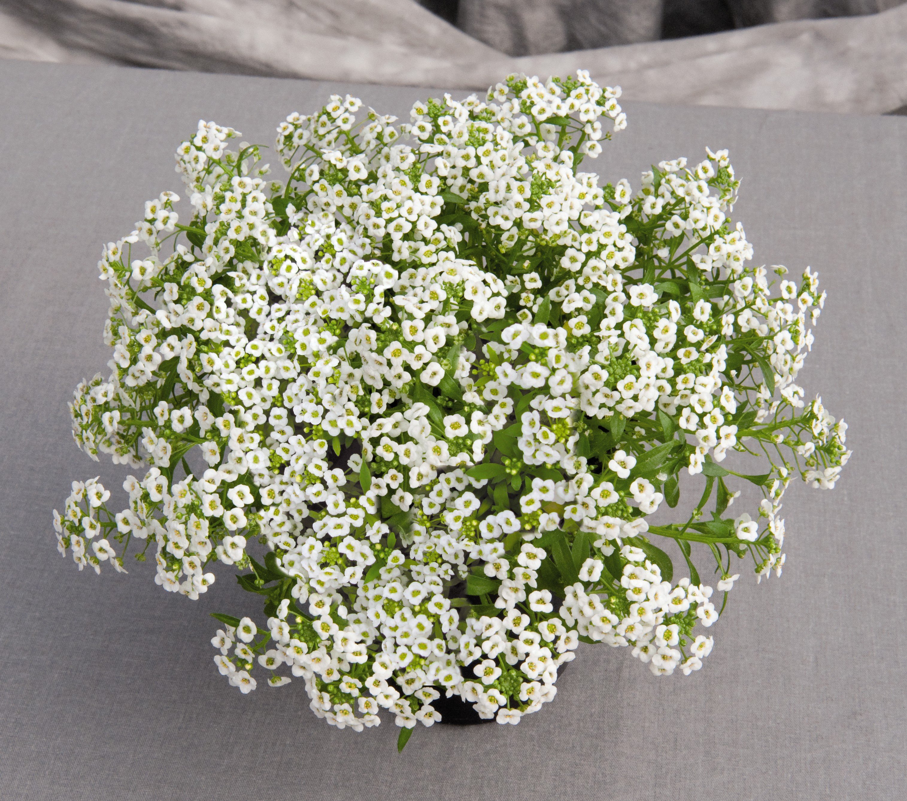 White Alyssum (Alyssum montanum)