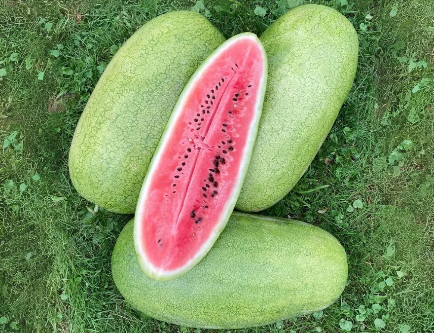 charleston gray watermelon  Sweetest Watermelon Varieties