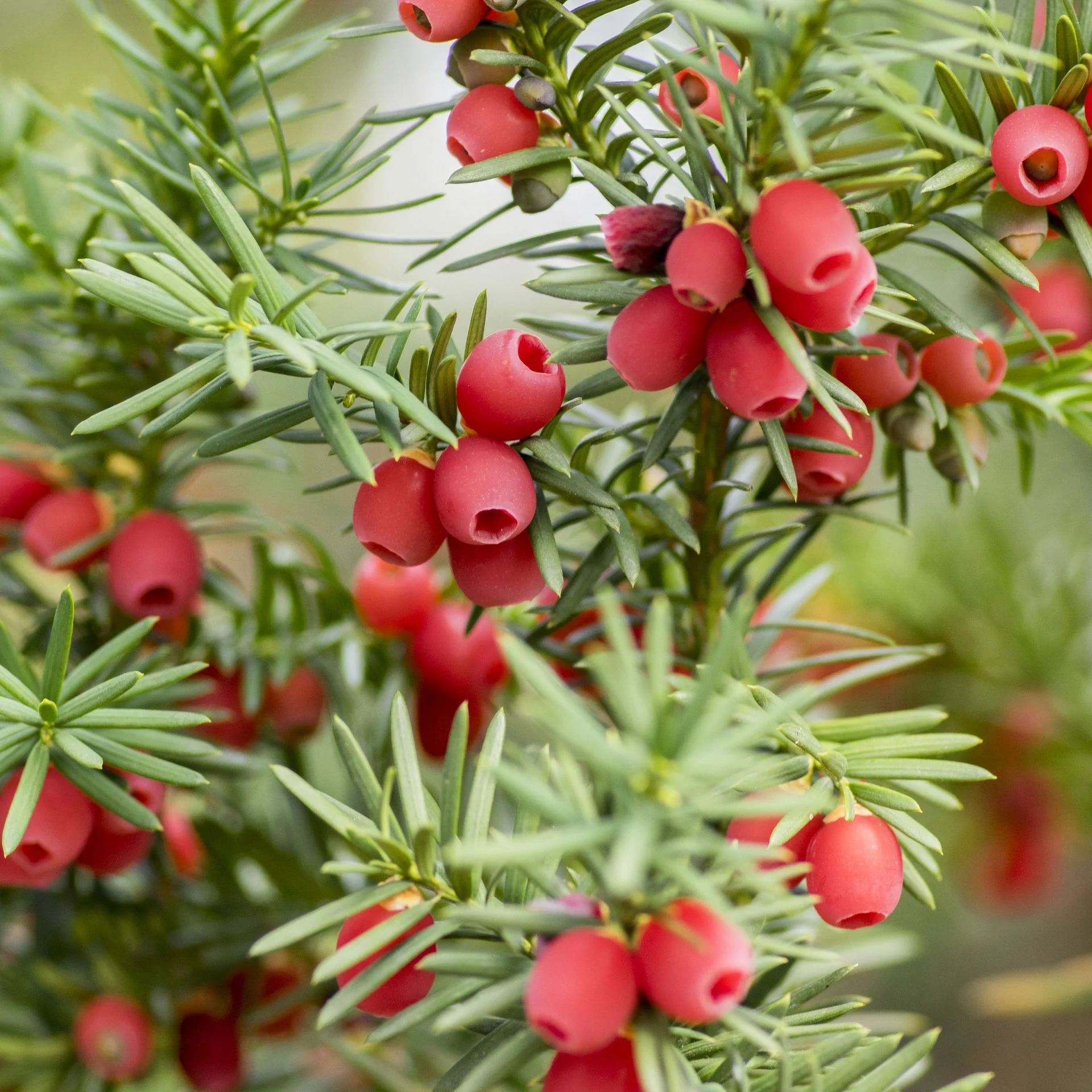 Yew (Taxus spp.)