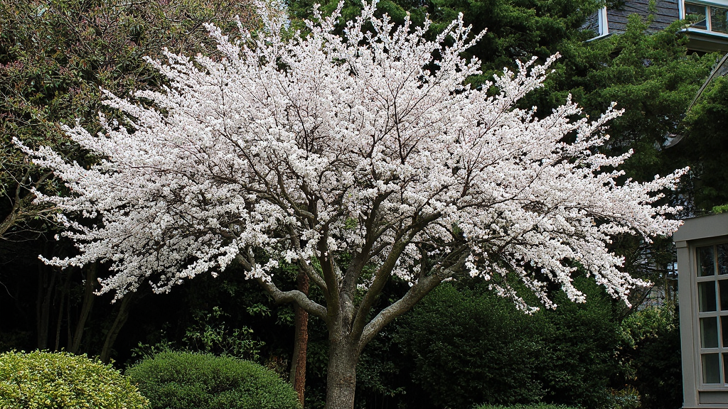 Japanese Cherry Tree (Prunus serrulata 
