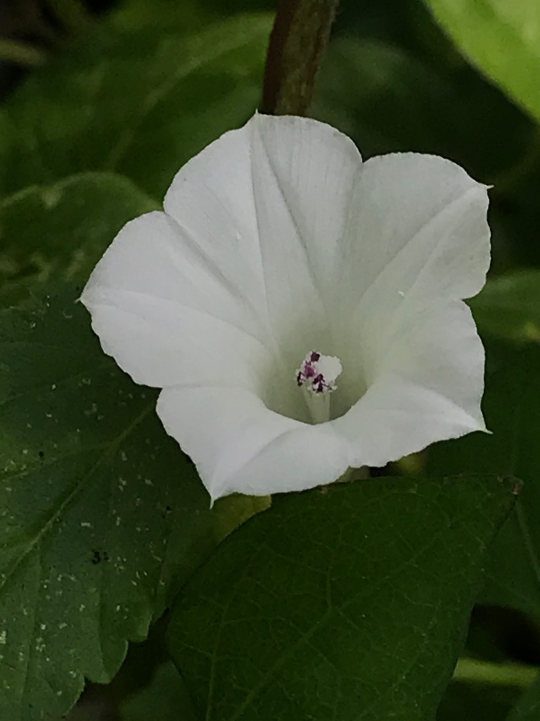 White Morning Glory (Ipomoea lacunosa)  Petaled White Flower