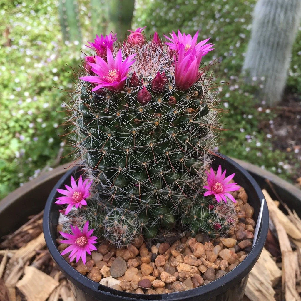 Cactus with Pink Flowers on Top - Mammillaria 