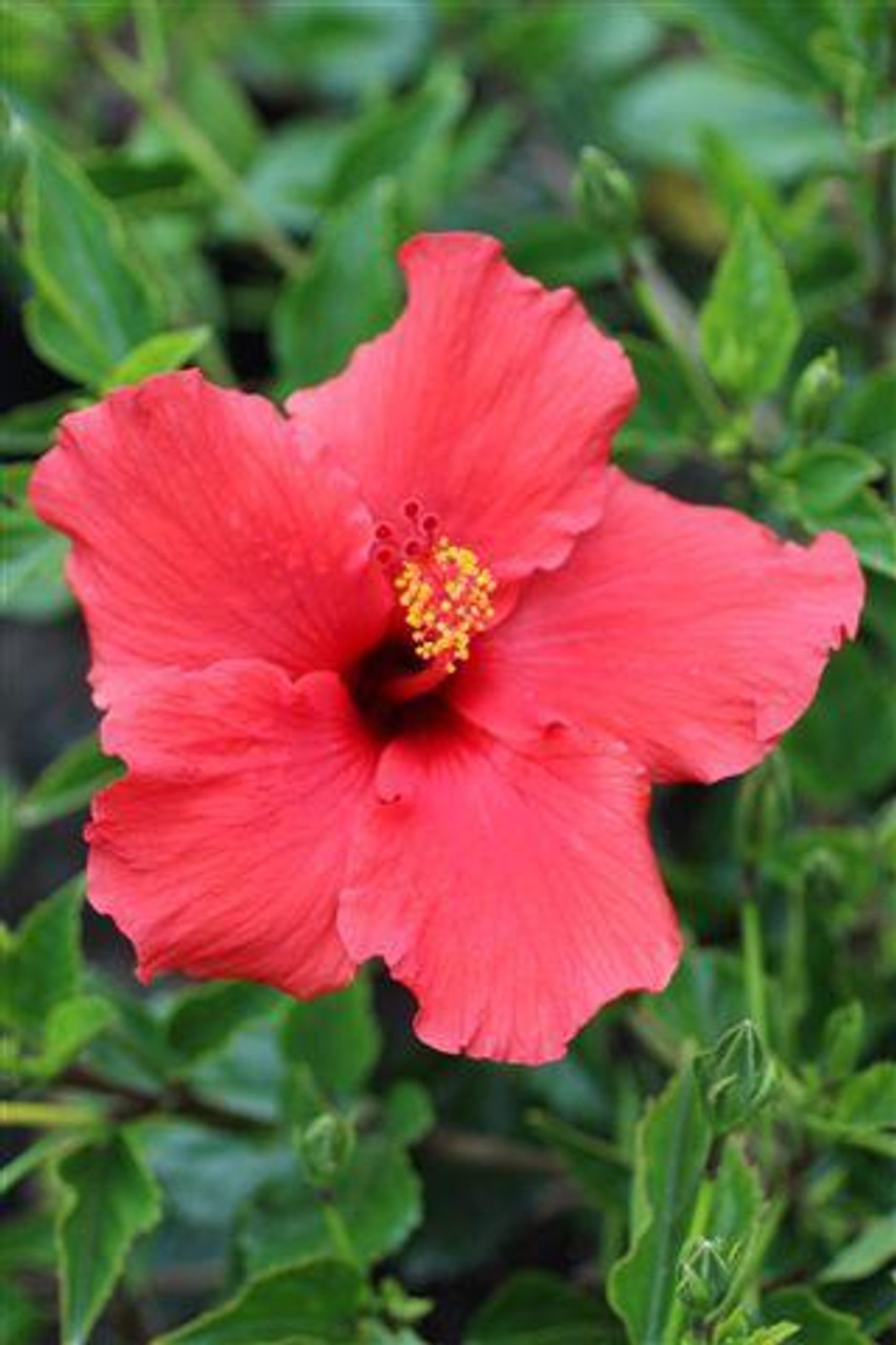 Hibiscus rosa-sinensis 