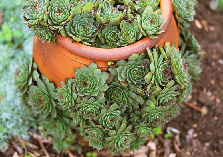 Horizontal image of a terra cotta pot with hens and chicks (succulents).