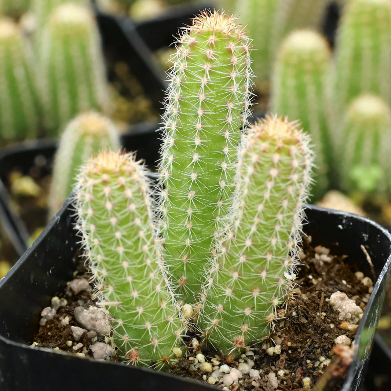 Echinopsis chamaecereus - Peanut Cactus