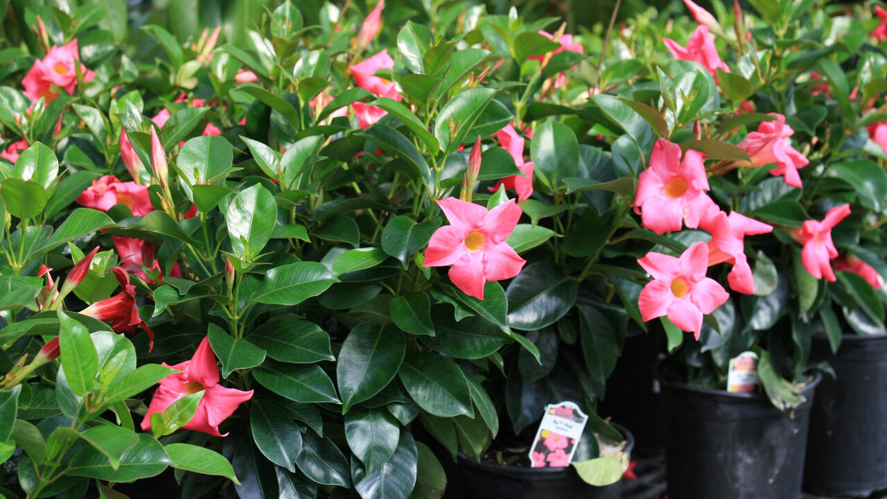 Dipladenia (Mandevilla)