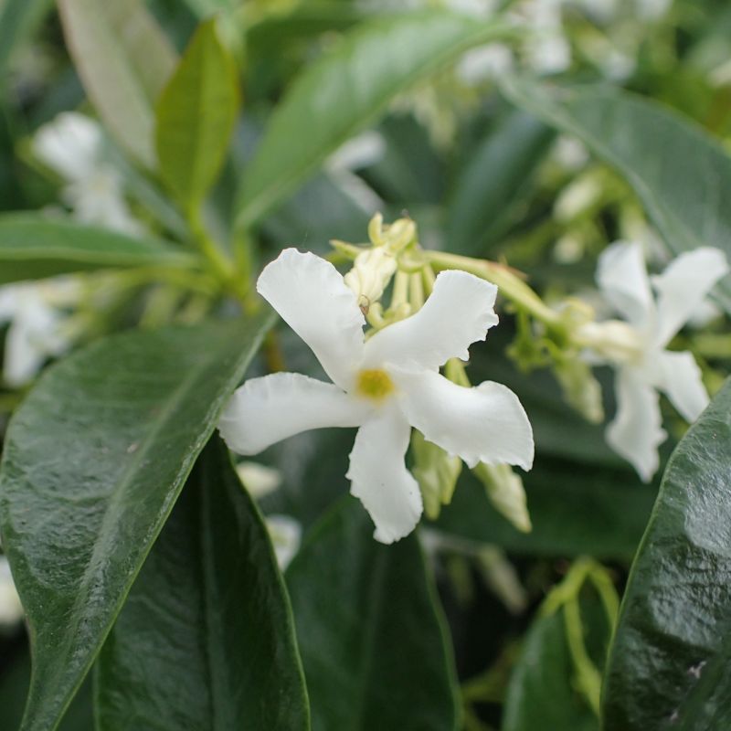 Star Jasmine (Trachelospermum asiaticum) Petaled White Flower