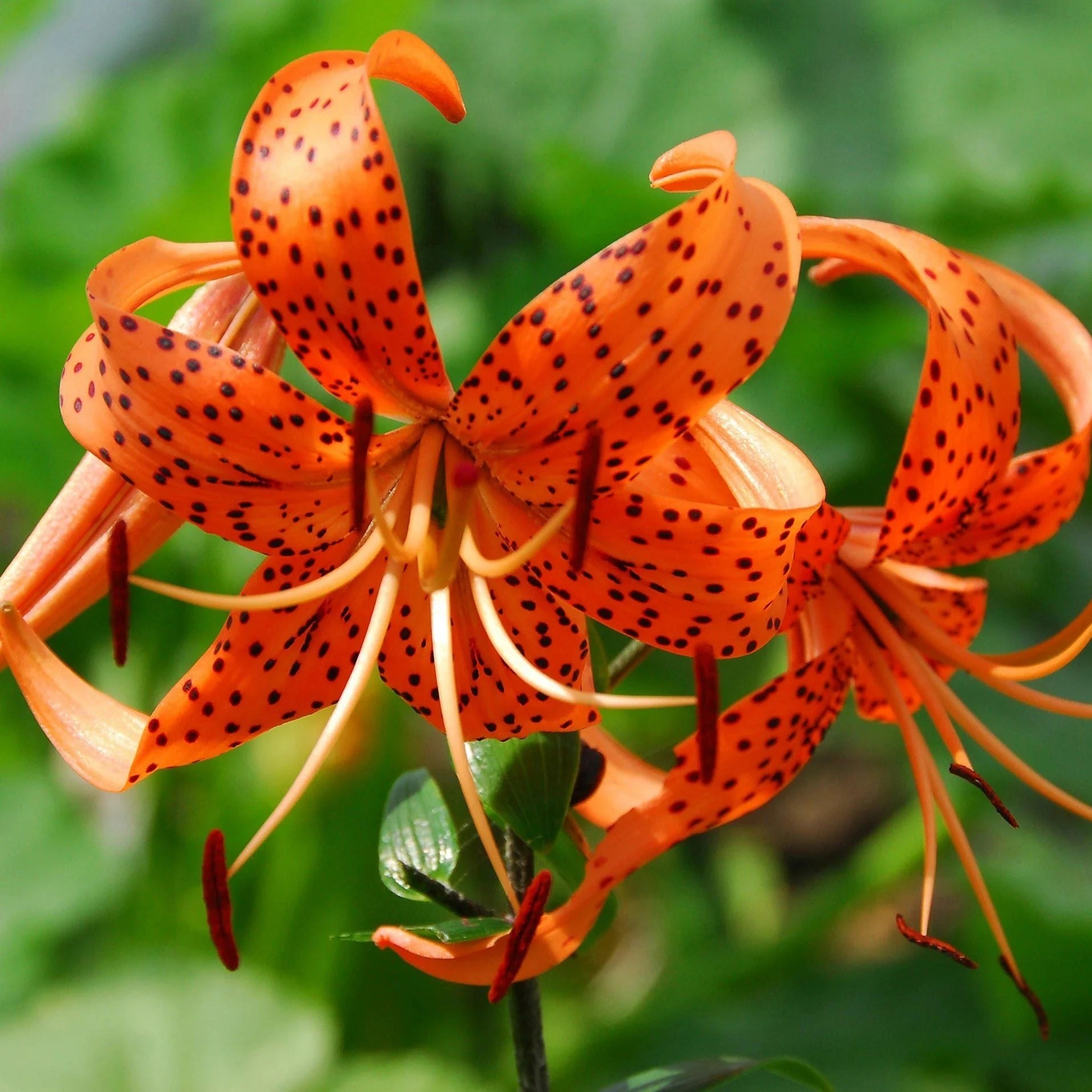 Tiger Lily