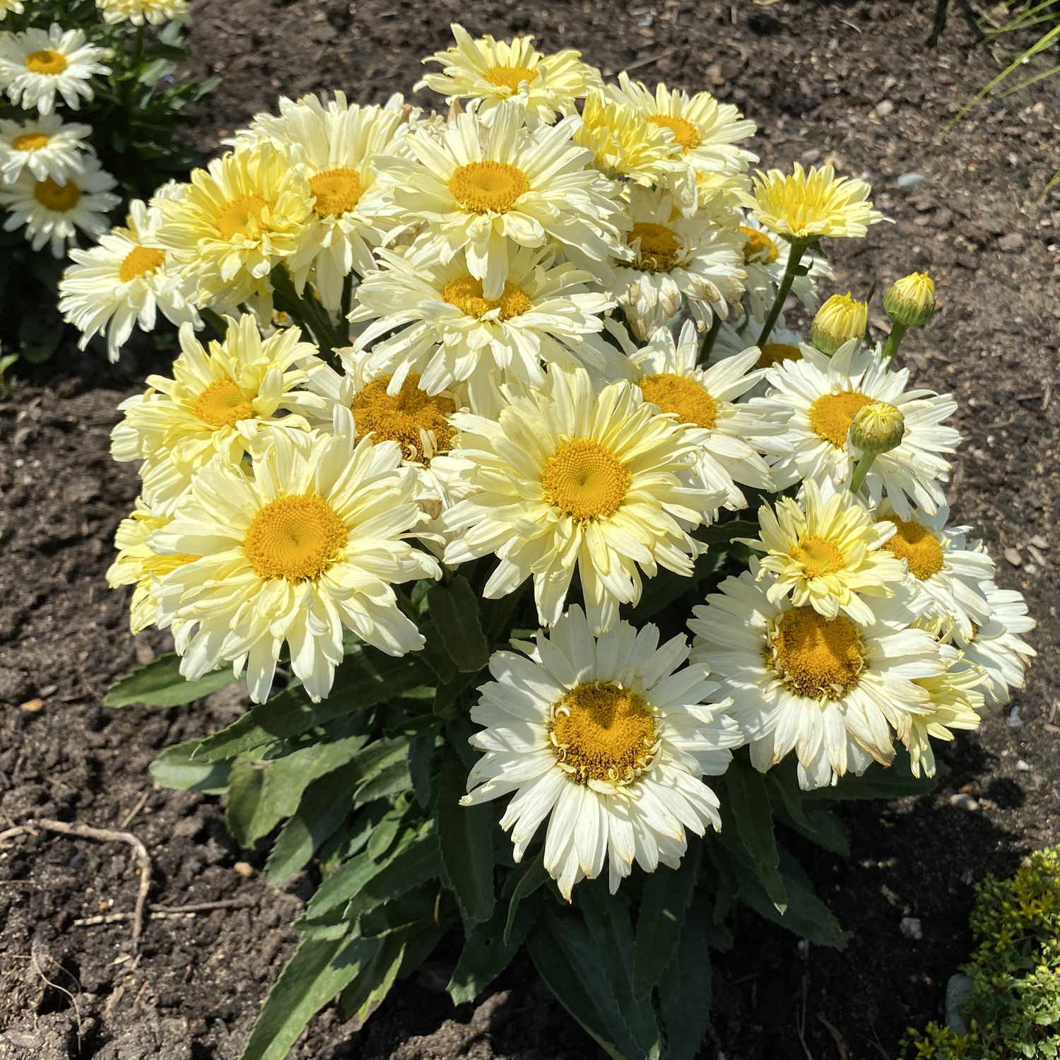 Amazing Daisies® Banana Cream II