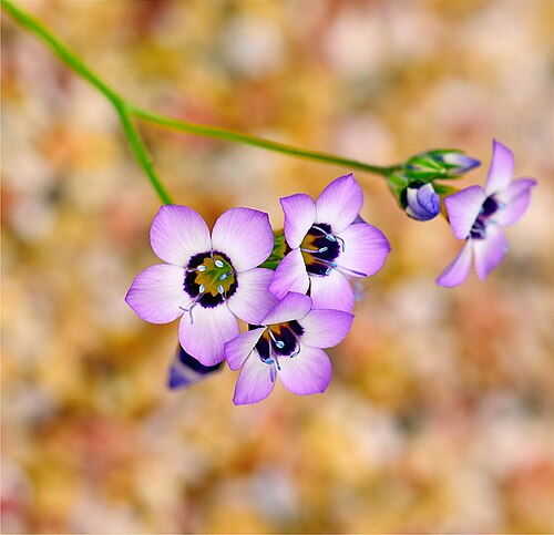 Bird’s Eye (Gilia tricolor)