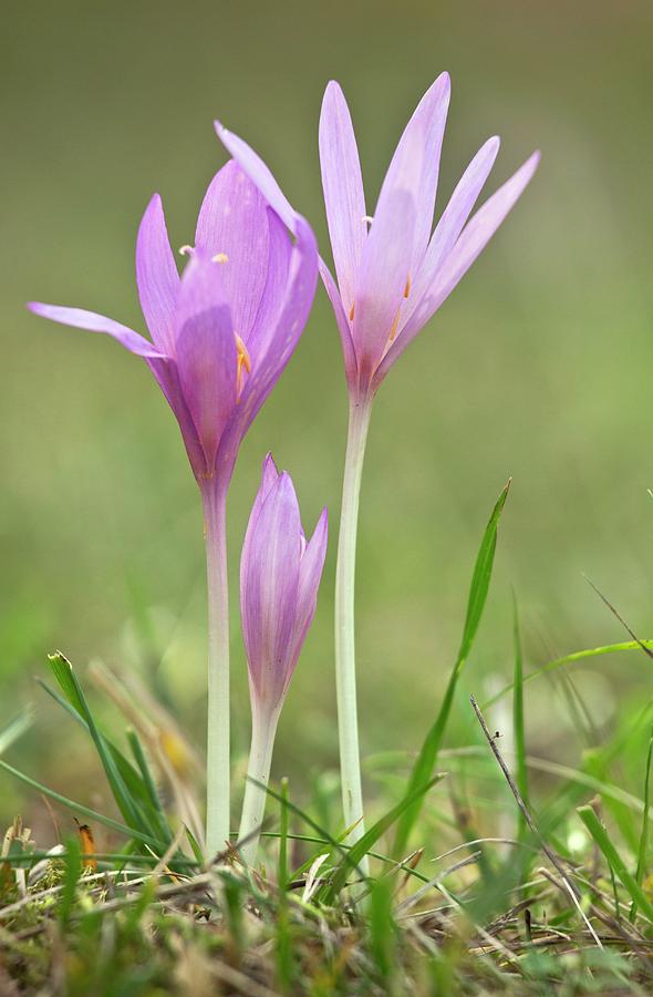 Colchicum (Autumn 