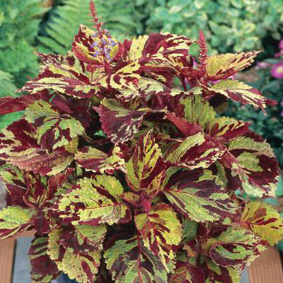 Coleus Fairway Mosaic Plant 
