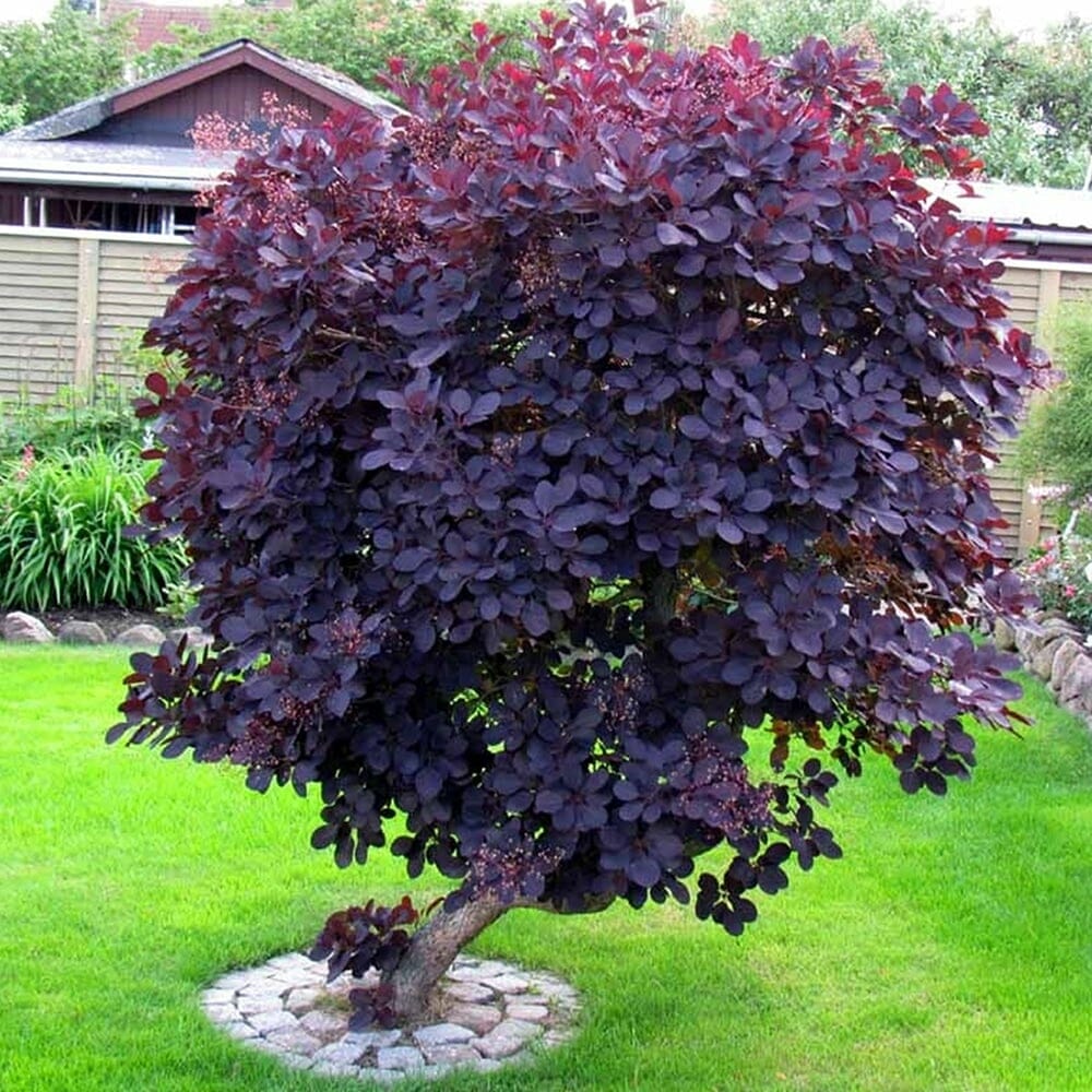 Cotinus 