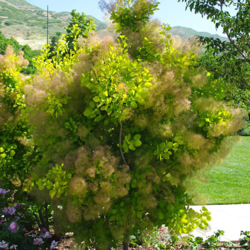 Cotinus coggygria 