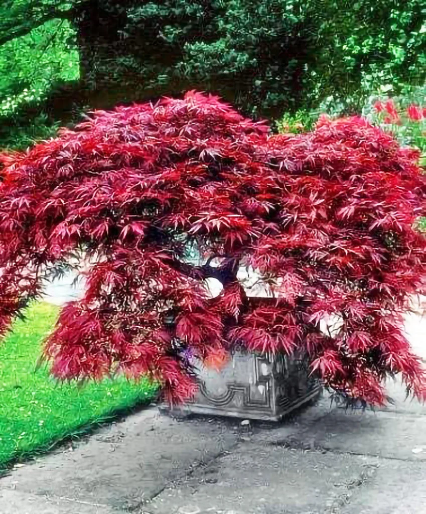 Crimson Prince Japanese Maple