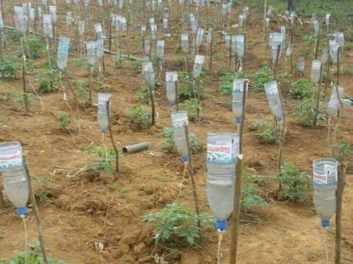 Drip Irrigation System