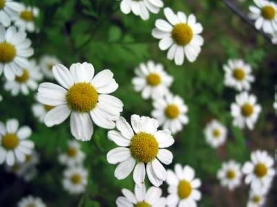 German Chamomile (Matricaria chamomilla)