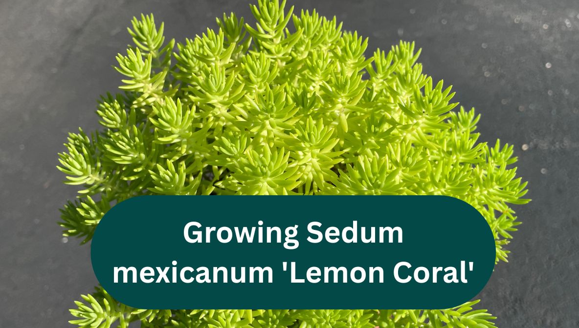 Lemon Coral Sedum Care: Growing Sedum mexicanum 'Lemon Coral'