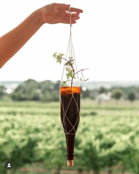 Hanging Bottle Planters