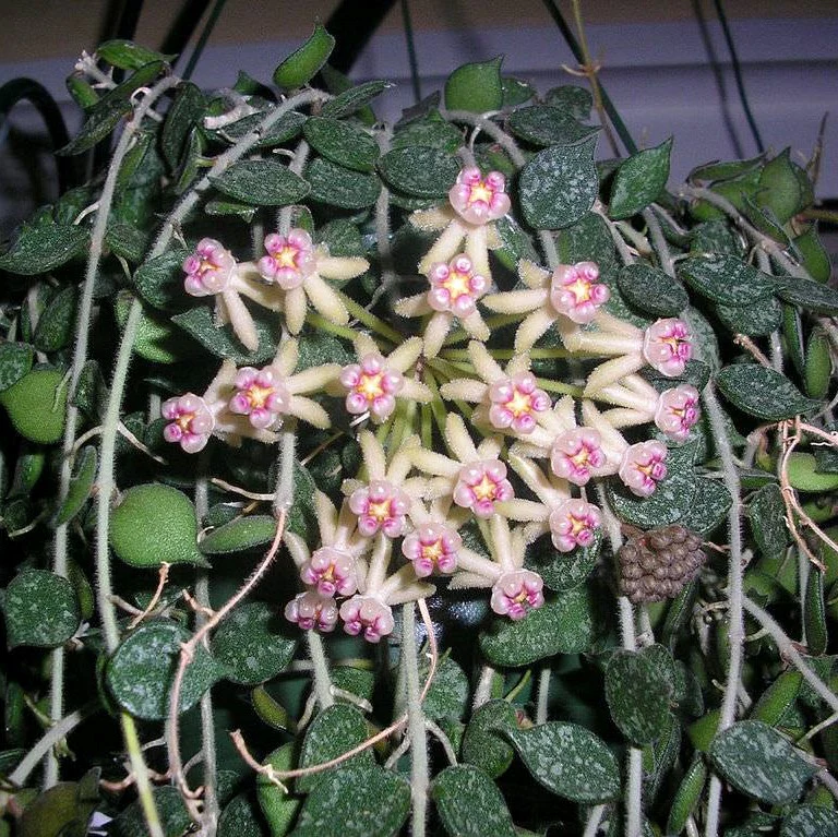 Hoya curtisii