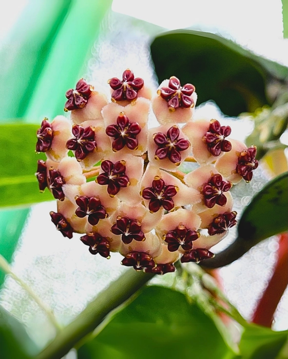 Hoya kerrii (Sweetheart Hoya)
