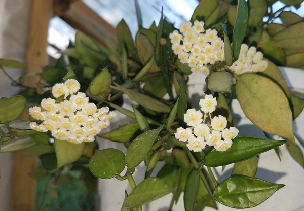 Hoya lacunosa (Cinnamon Hoya)