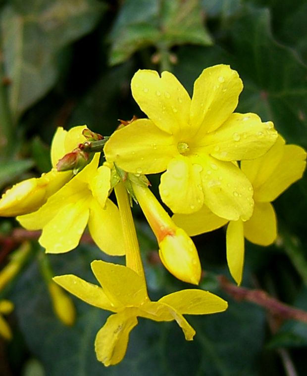 Jasminum nudiflorum