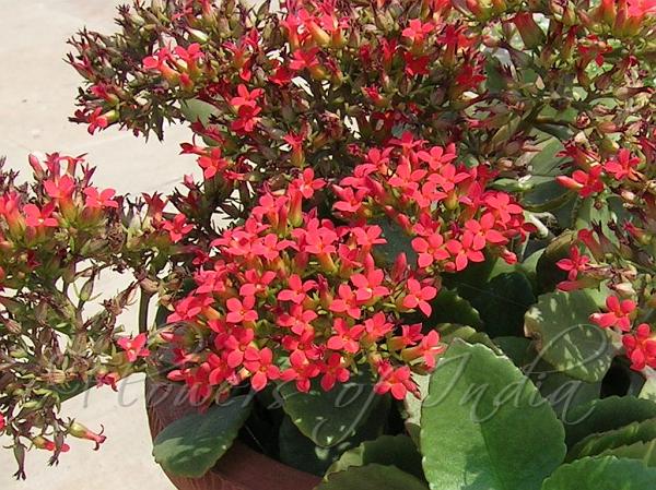 Kalanchoe blossfeldiana (Flaming Katy)