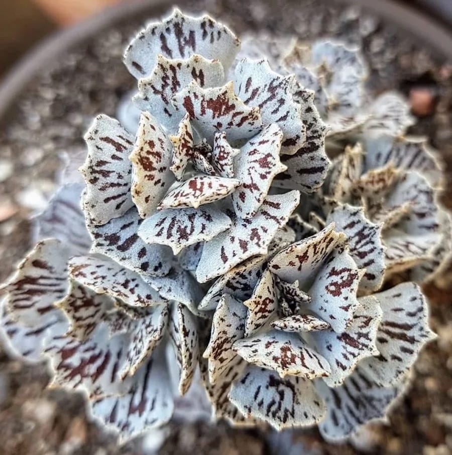 Kalanchoe rhombopilosa (Pies from Heaven)