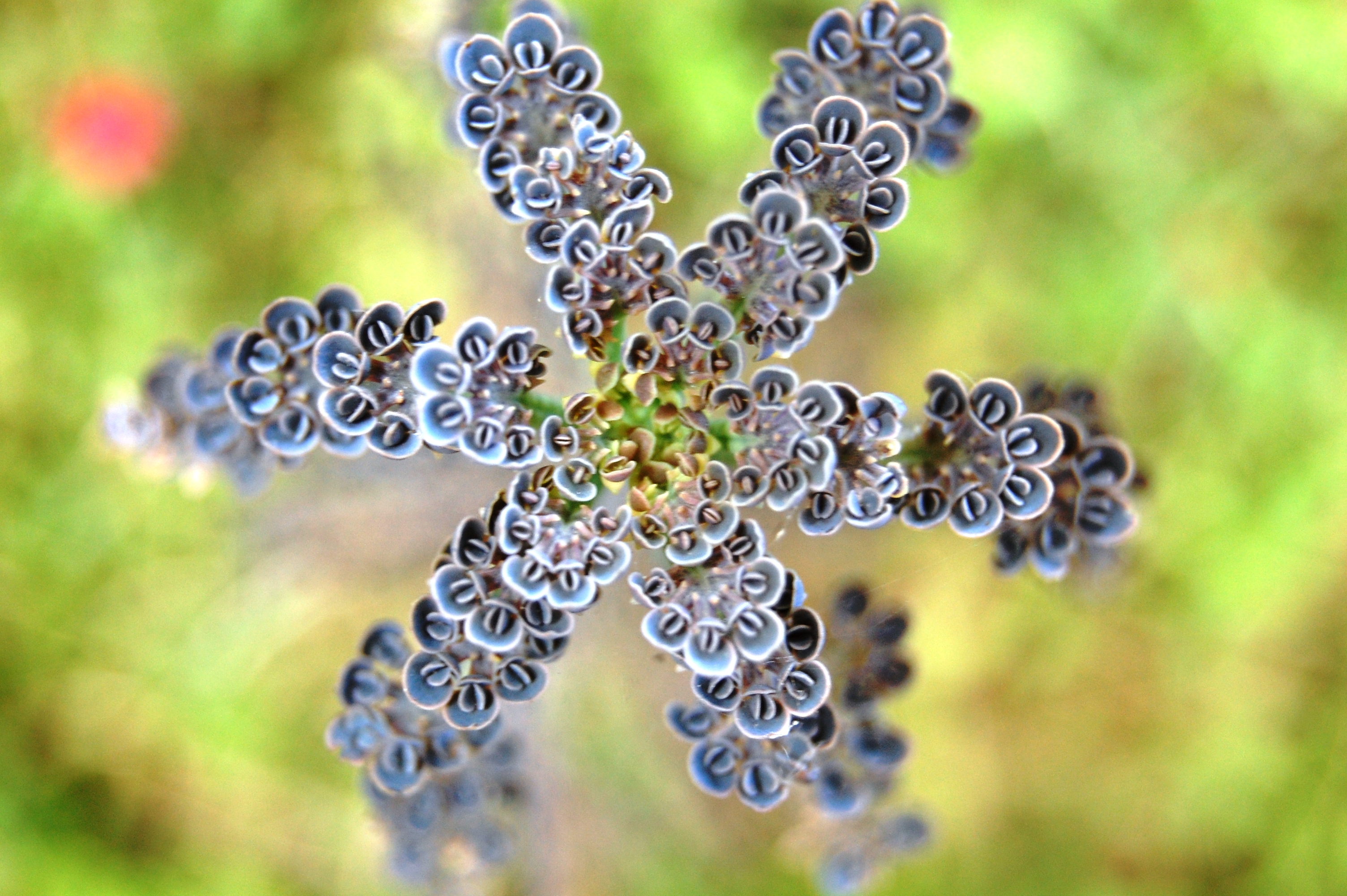 Kalanchoe tubiflora (Chandelier Plant)