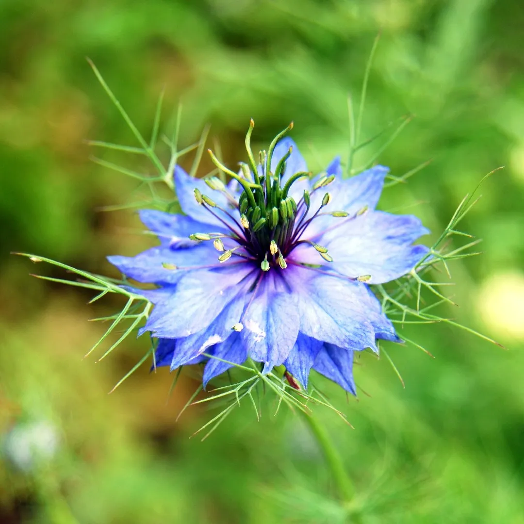 Love-in-a-Mist (Nigella damascena)