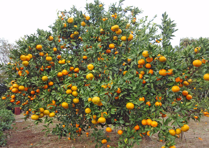 Satsuma (Citrus unshiu)
