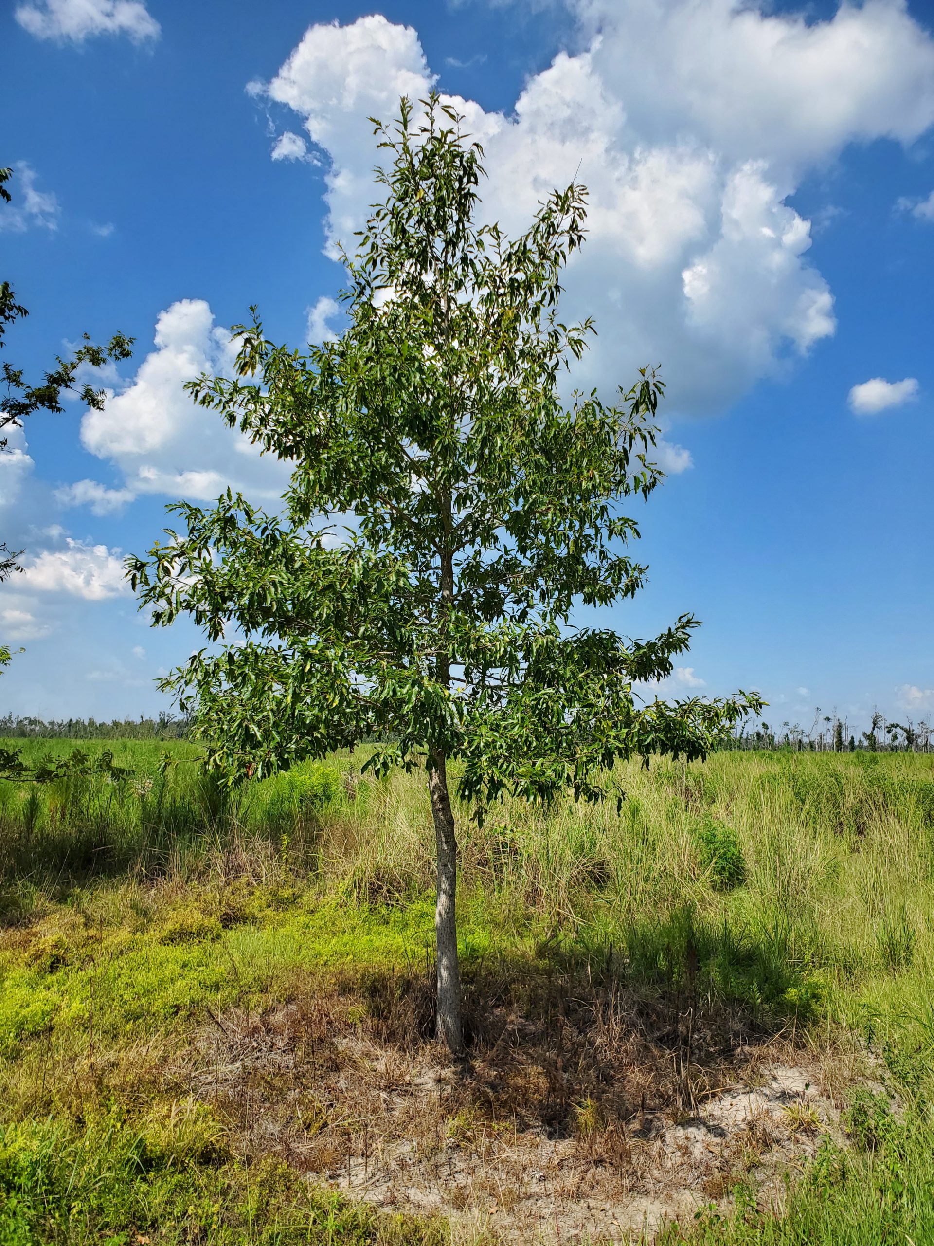 Sawtooth Oak (Quercus acutissima)