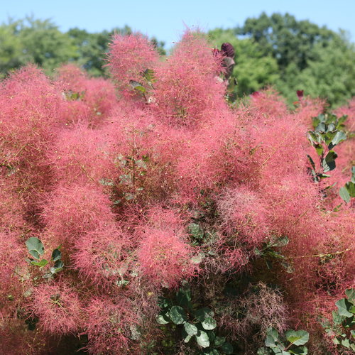 Smoke Bush