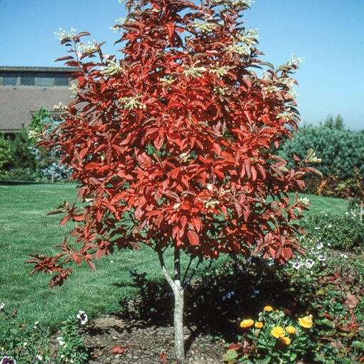 Sourwood (Oxydendrum arboreum)