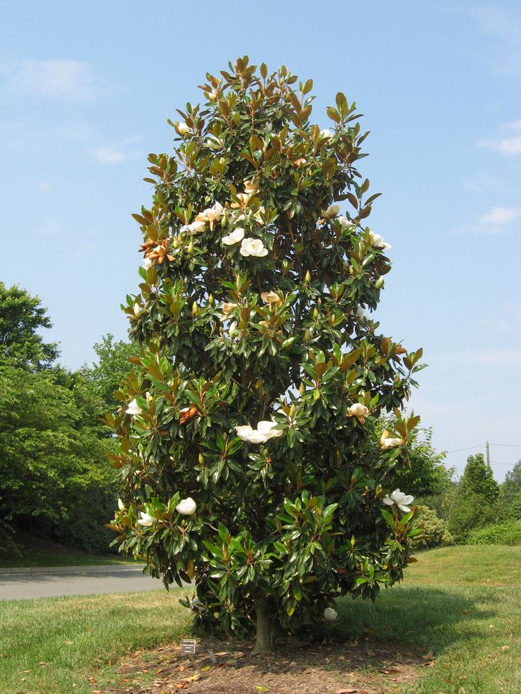Southern Magnolia (Magnolia grandiflora)