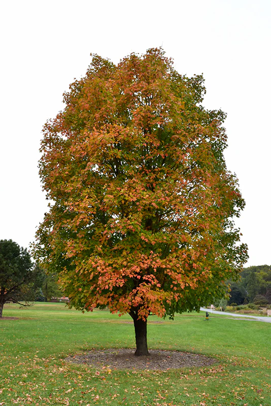 Sugar Maple (Acer saccharum)
