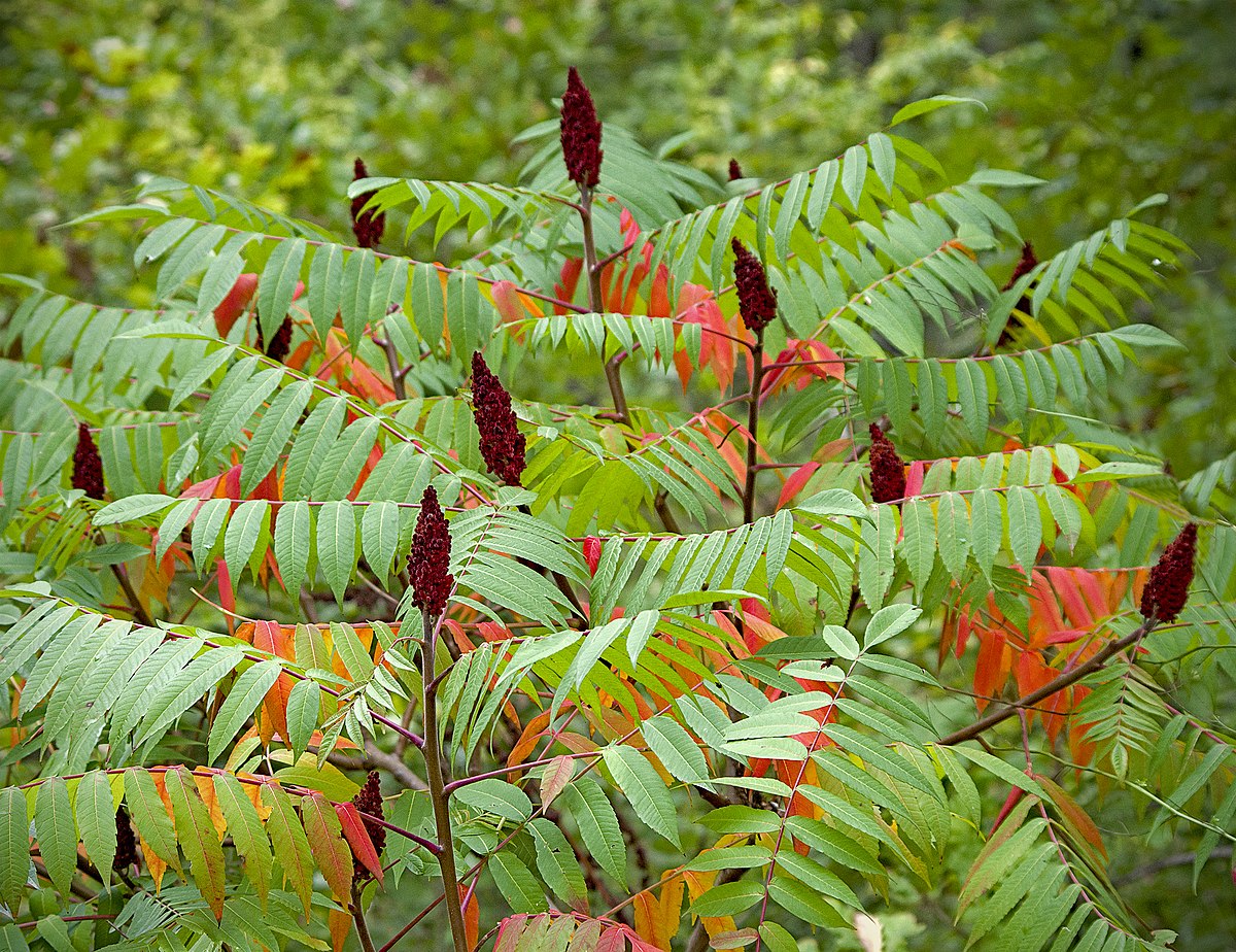Sumac (Rhus genus)