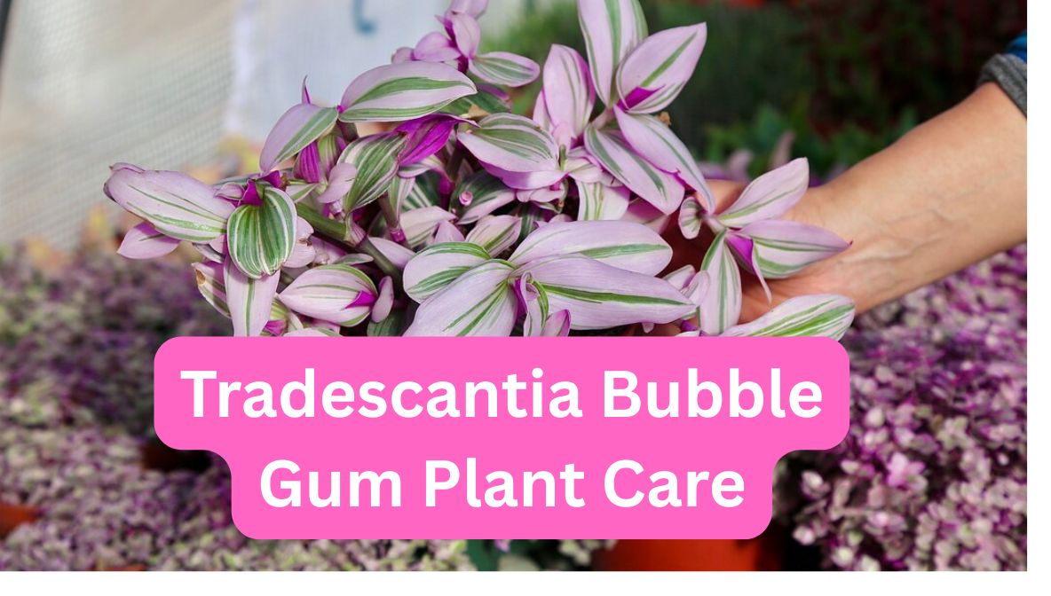 Tradescantia Bubble Gum Plant Care: A Simple Guide for a Vibrant Pink Plant