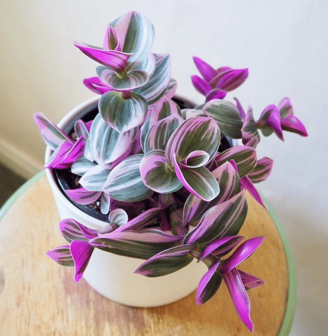 Tradescantia Bubble Gum Plant