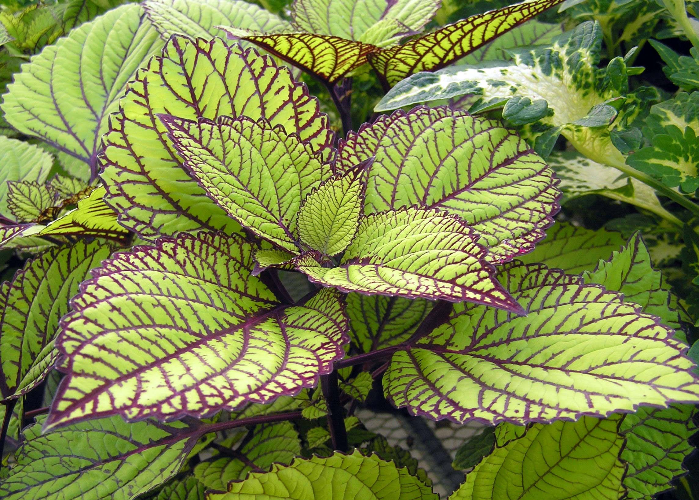 coleus Fishnet Stockings plant