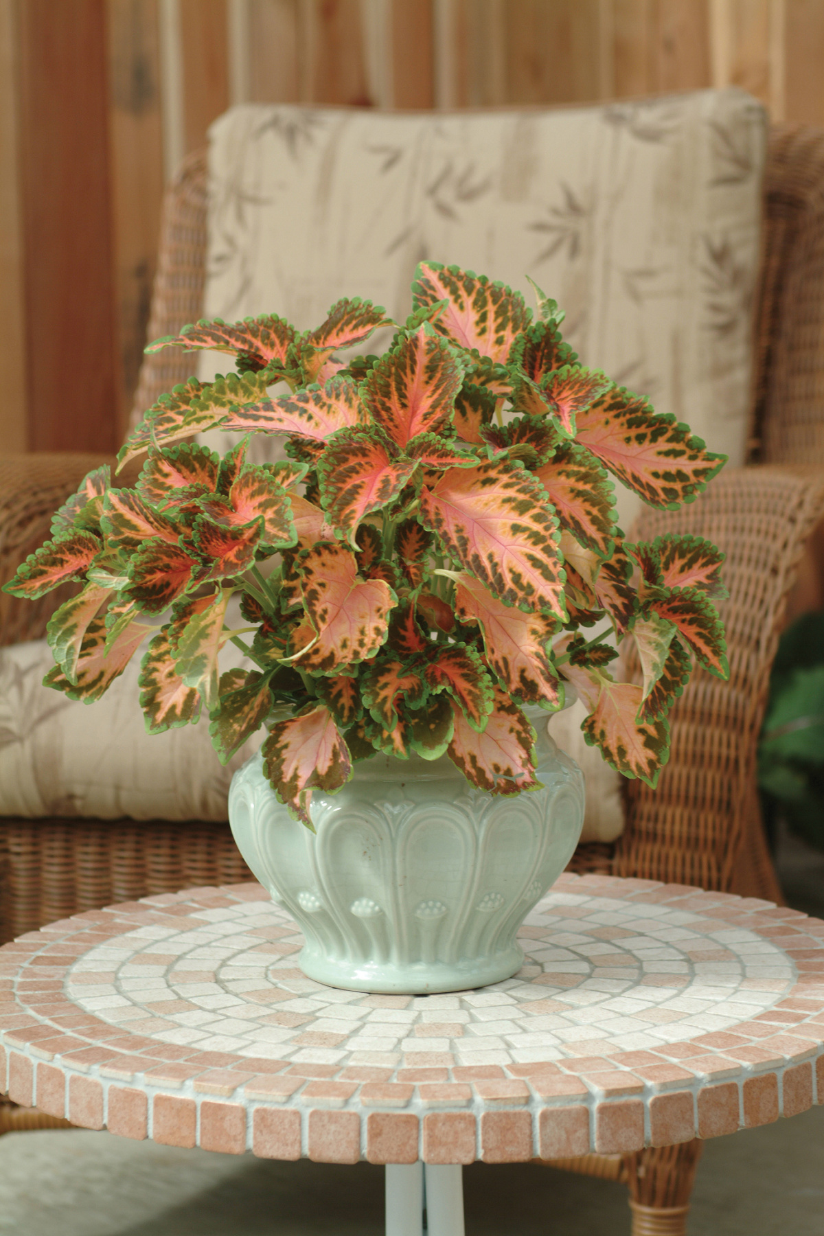 coleus Wizard Coral Sunrise plant