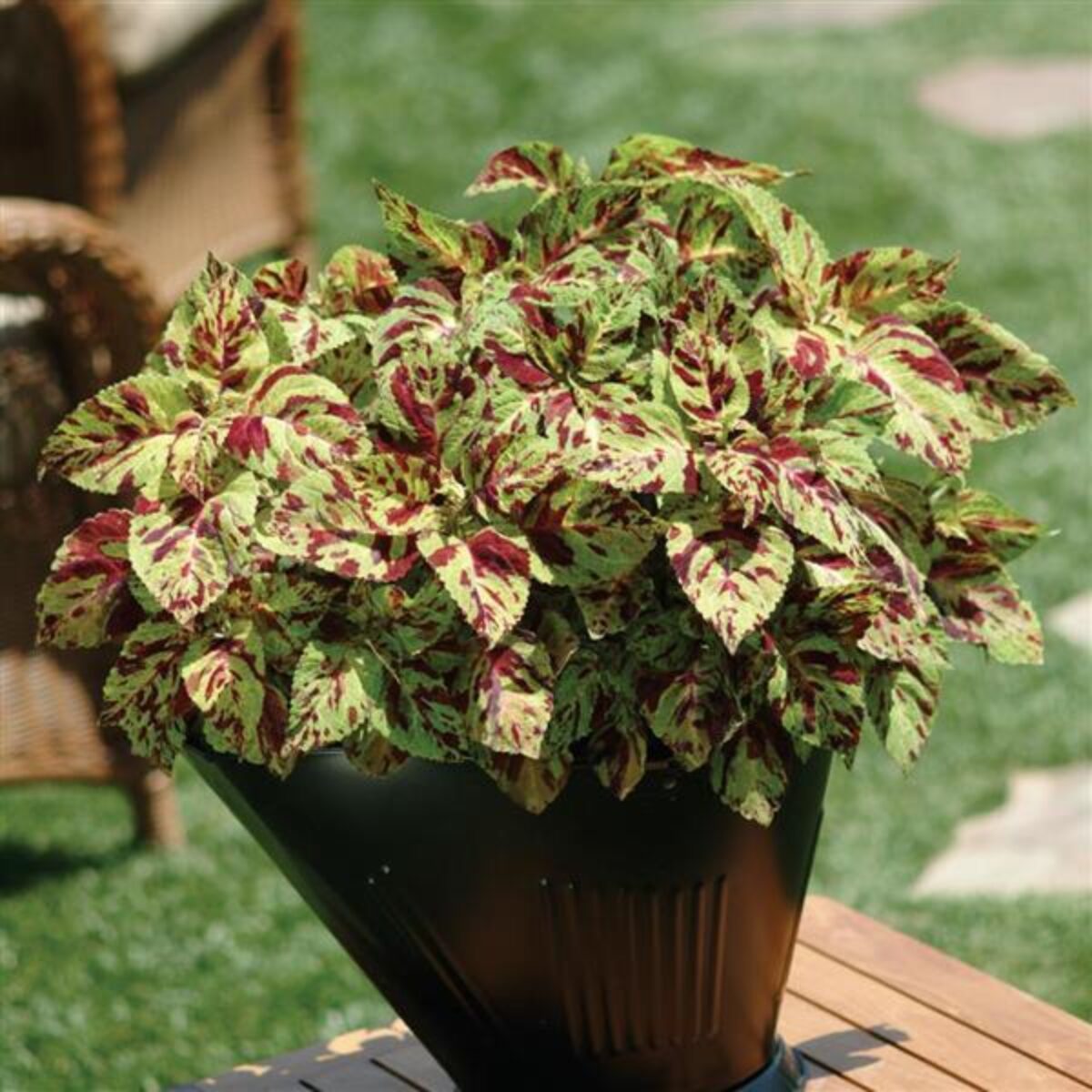 coleus Wizard Mosaic plant